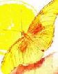 FarFalla