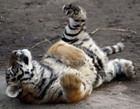 TigrRrenok